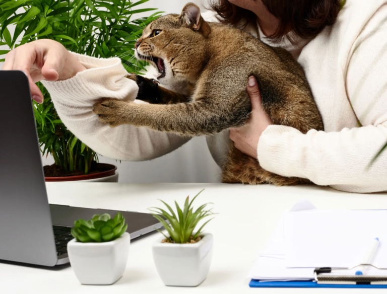 Animal Bites: Prevention and Treatment for Families