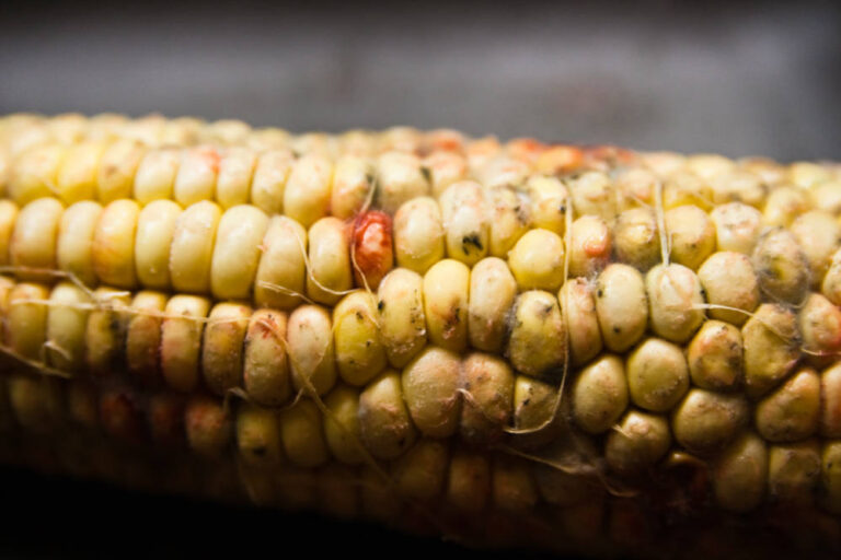 Understanding Mycotoxin Illness Symptoms and Treatments